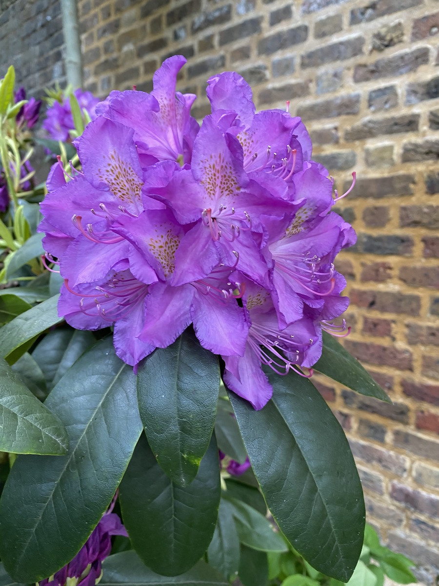 Catawbiense Grandiflorum